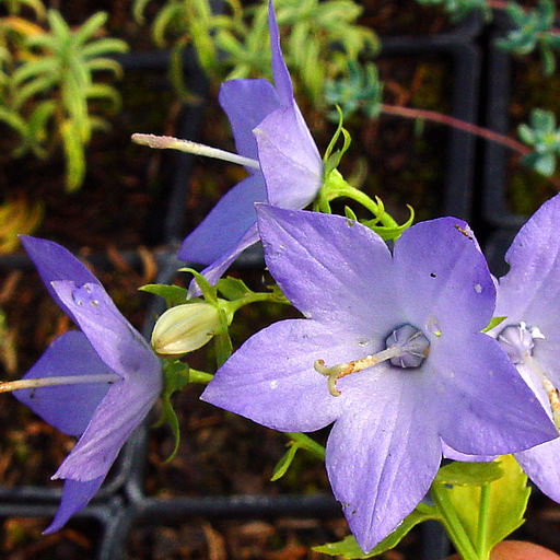 Campanula isophylla 'Mayi' - Click Image to Close